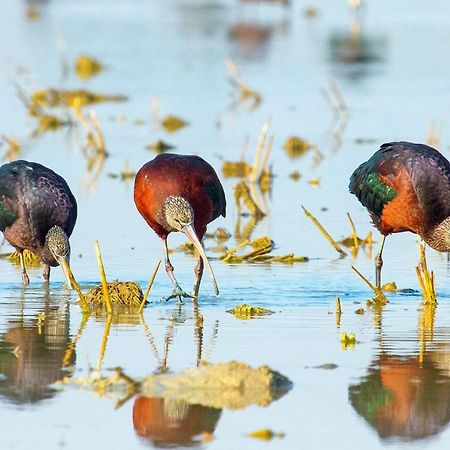 Casa de los Pájaros Siviglia Esterno foto