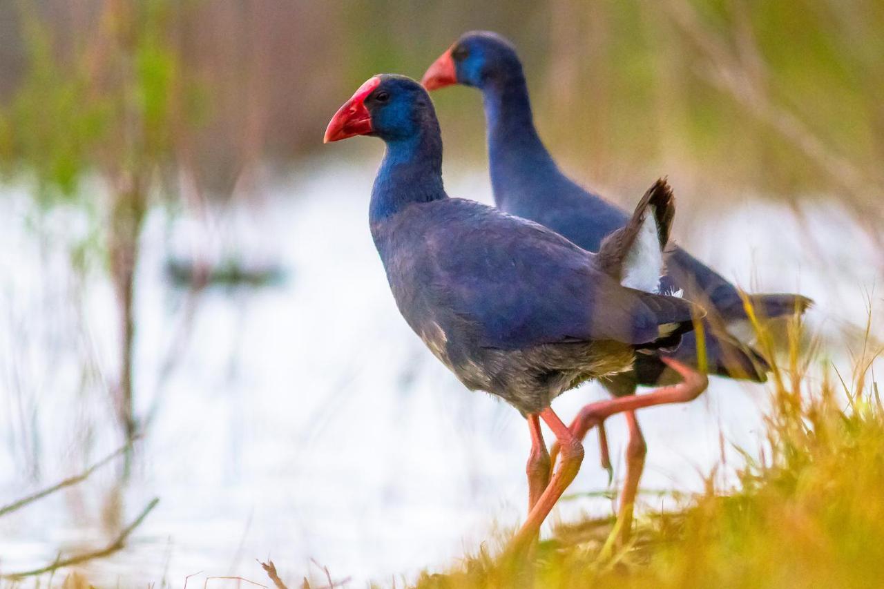 Casa de los Pájaros Siviglia Esterno foto