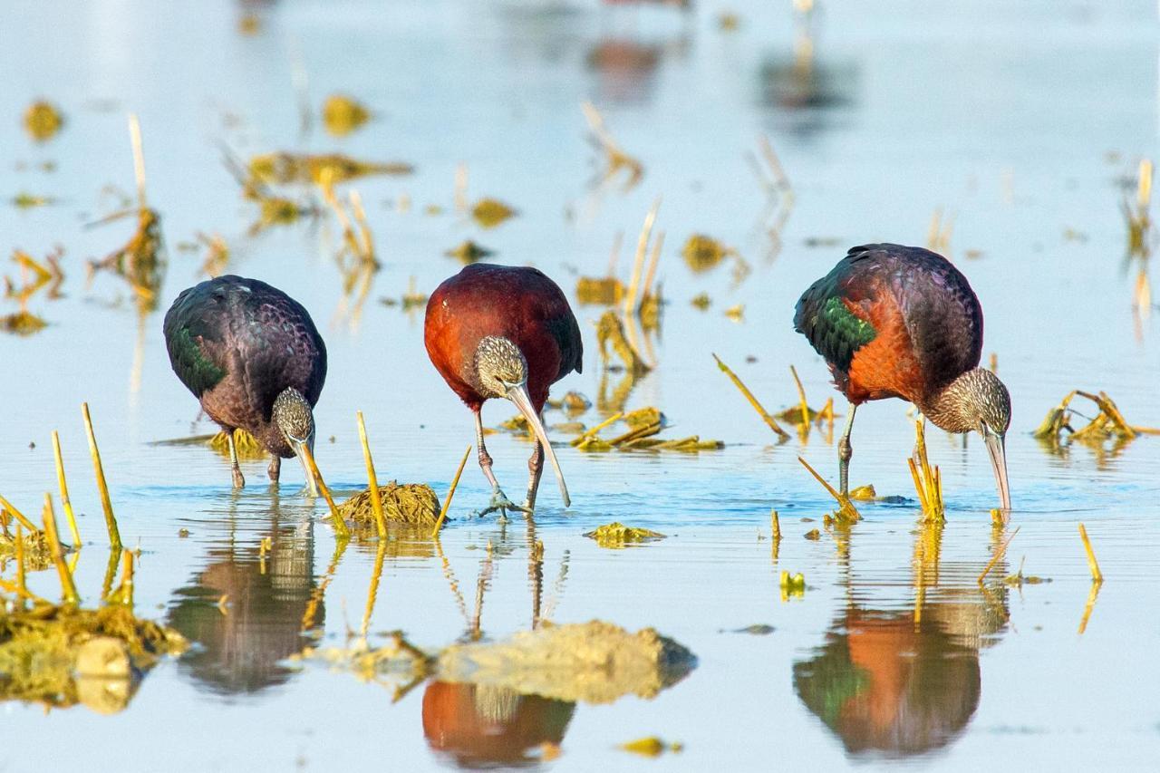 Casa de los Pájaros Siviglia Esterno foto